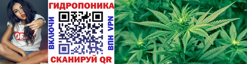 MEGA   купить наркотики цена  Асбест  shop официальный сайт  Конопля план 